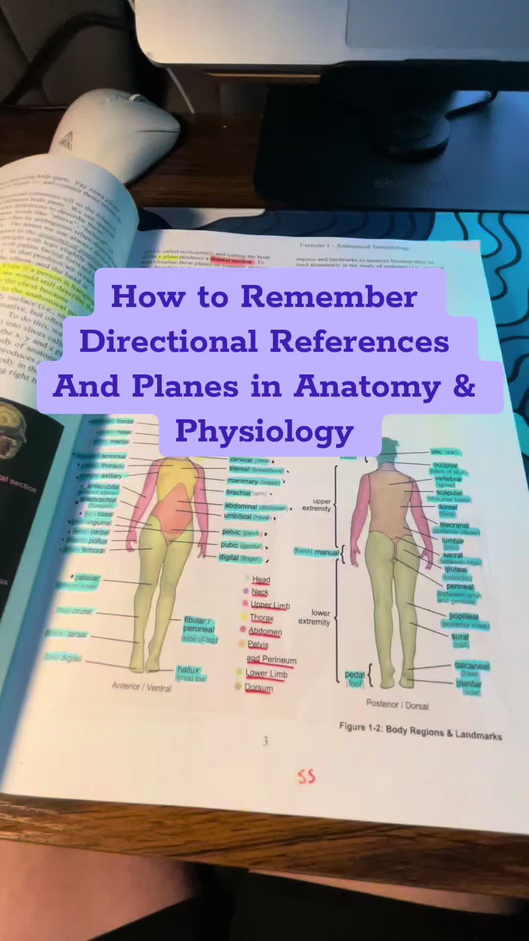 @Ollie | Anatomy & Physiology