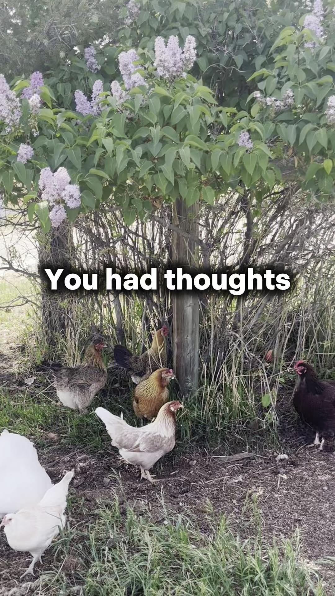 @Scratch and Peck Feeds