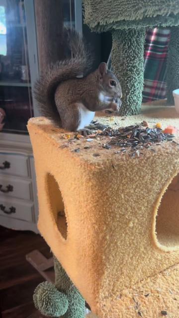 @Sarahsquirrels43🐿️
