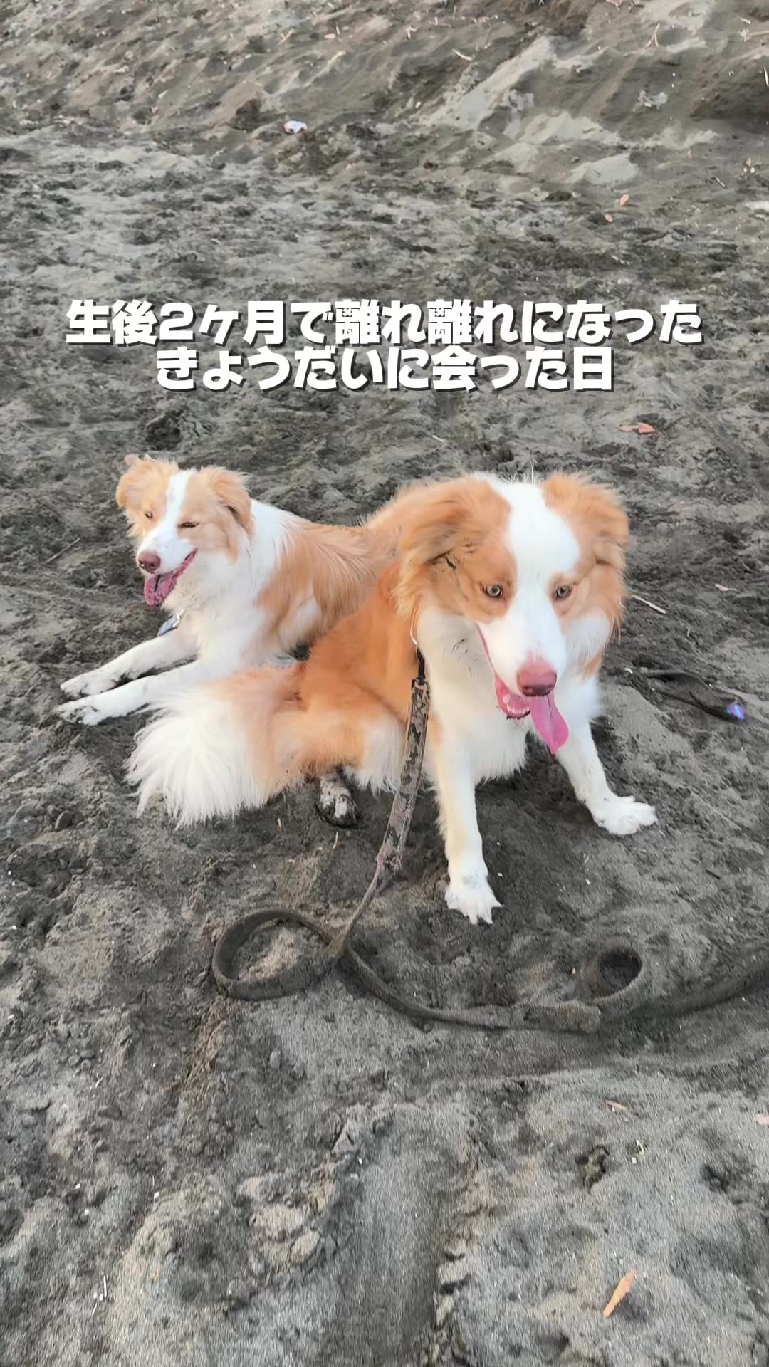 @陣在ほのか
