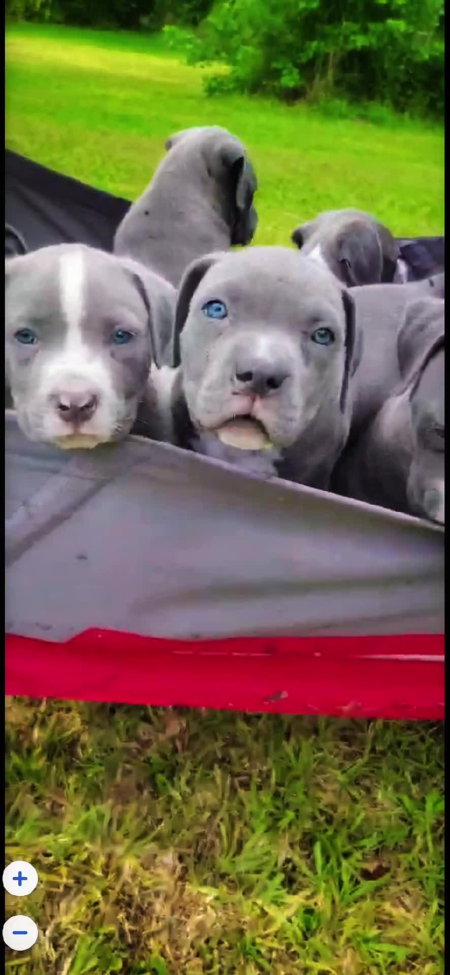 @HACHIKO LINE Bully Kennel