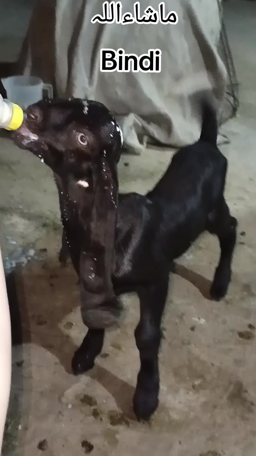 @abubakar Rajpoot