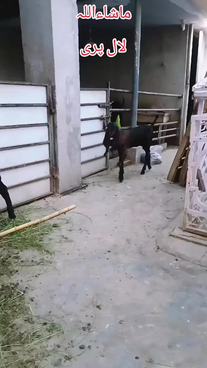 @abubakar Rajpoot