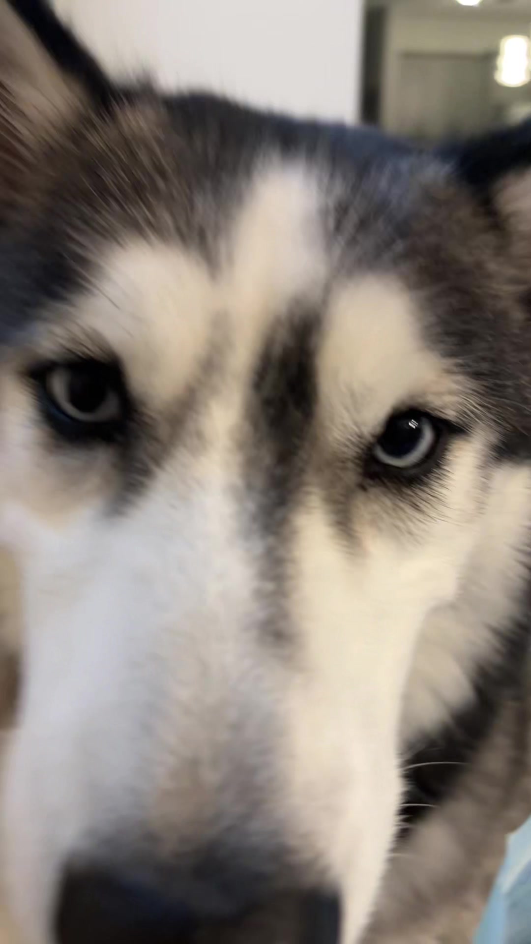 @lifewith2huskies