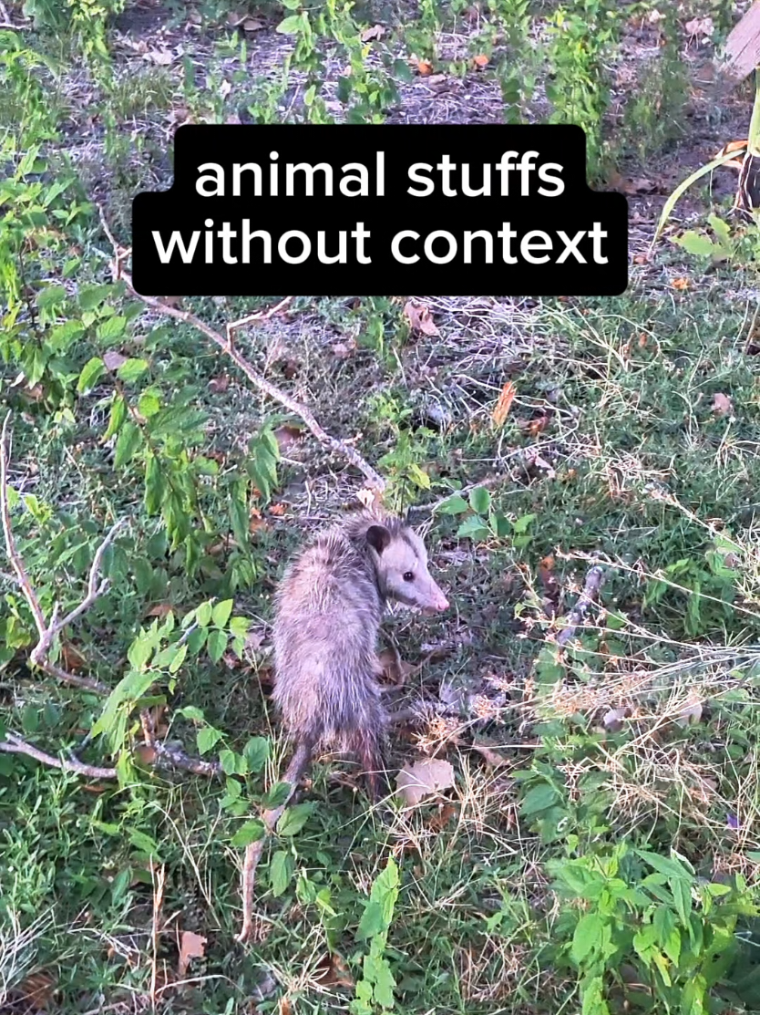@Ambasspooders