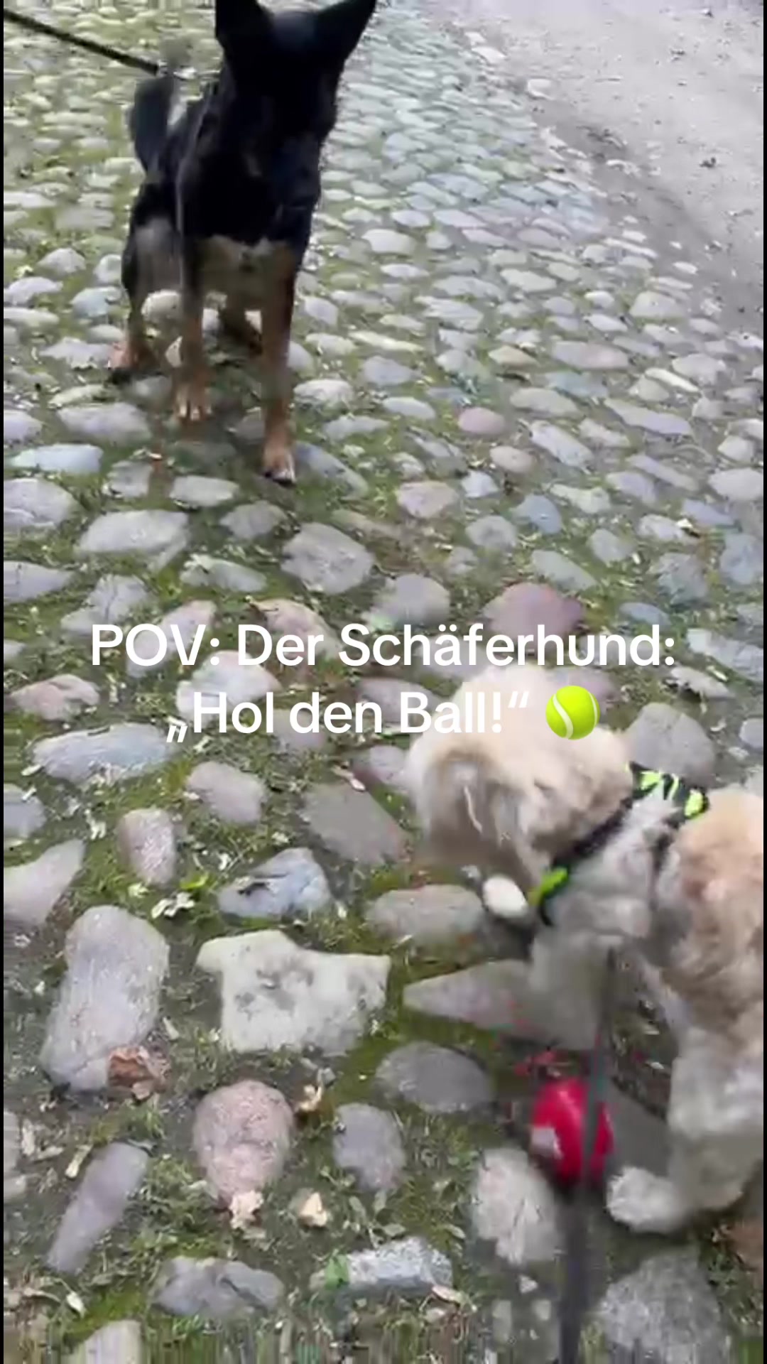 @DogMilow