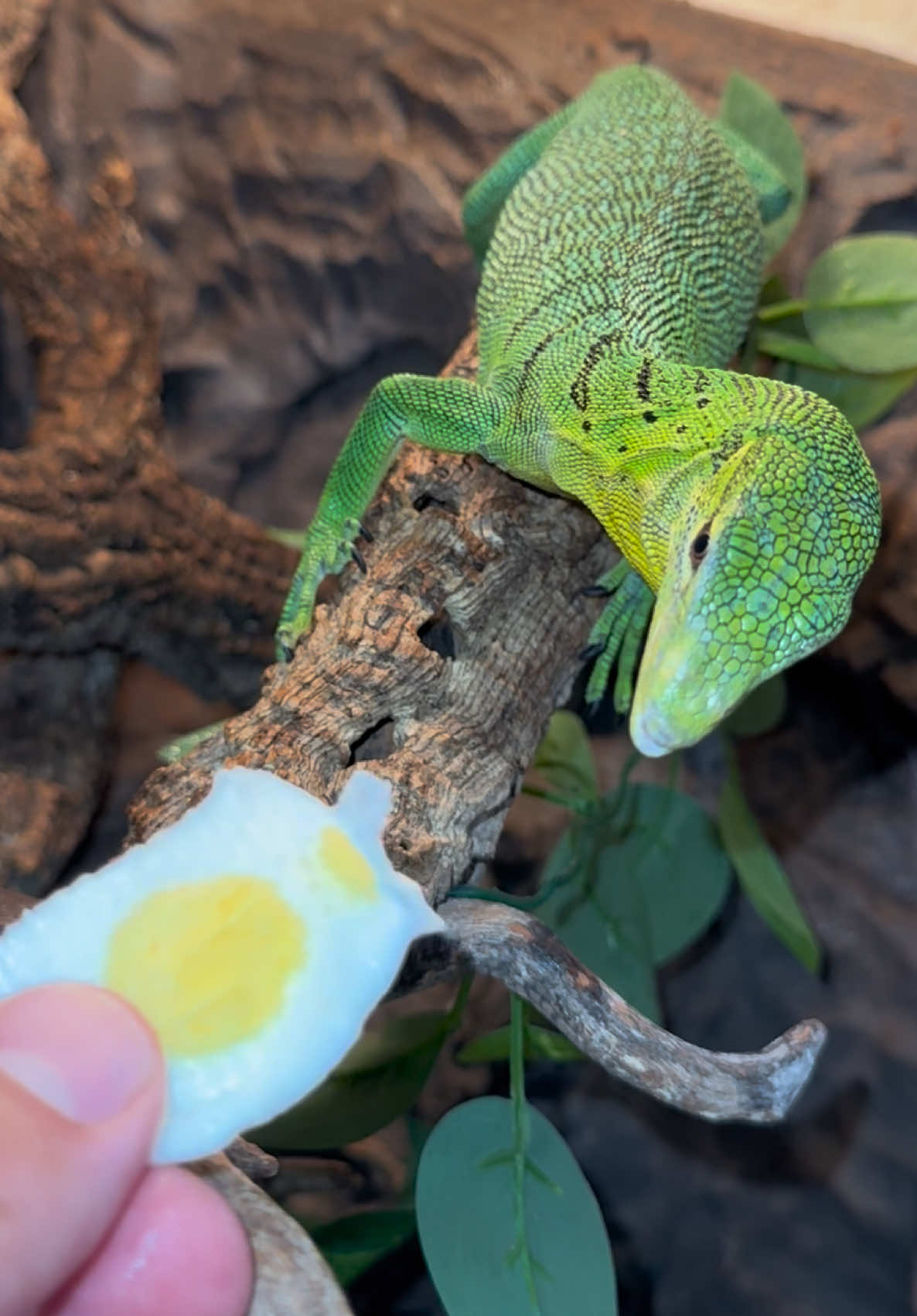 @Tommys_reptiles