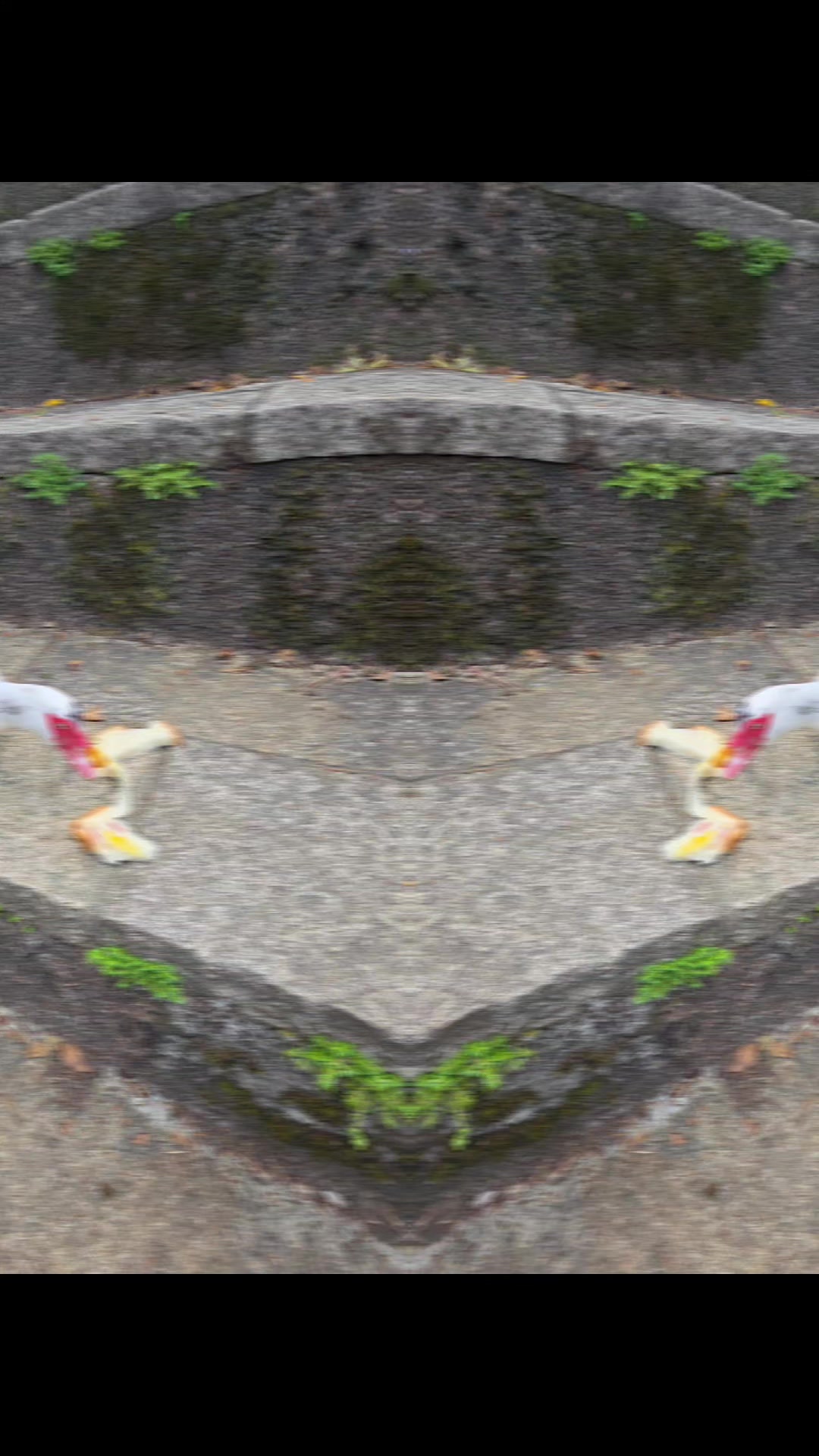 @嘉嘉