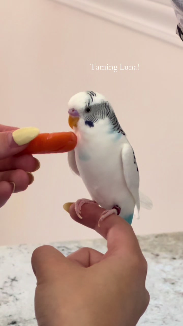 @The budgie trio