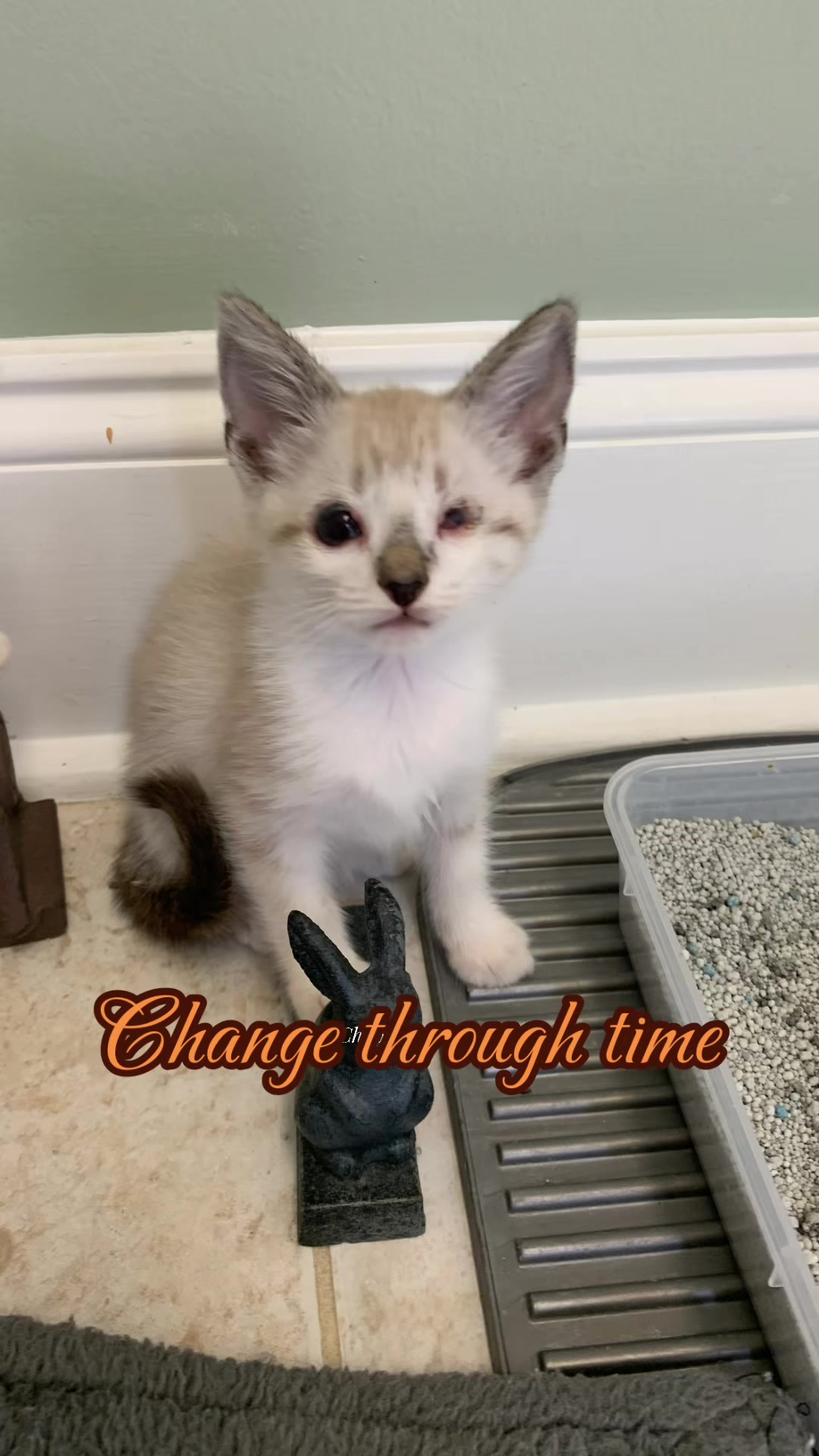 @bellkittiesmom