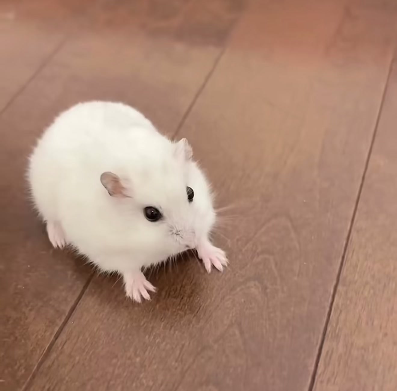 @chips.hamster