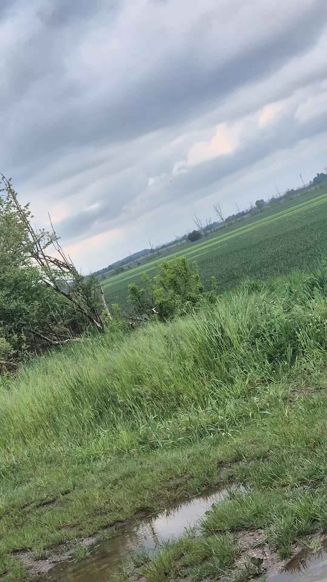 @NS_26