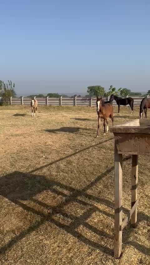 @Raja Farm House and stable