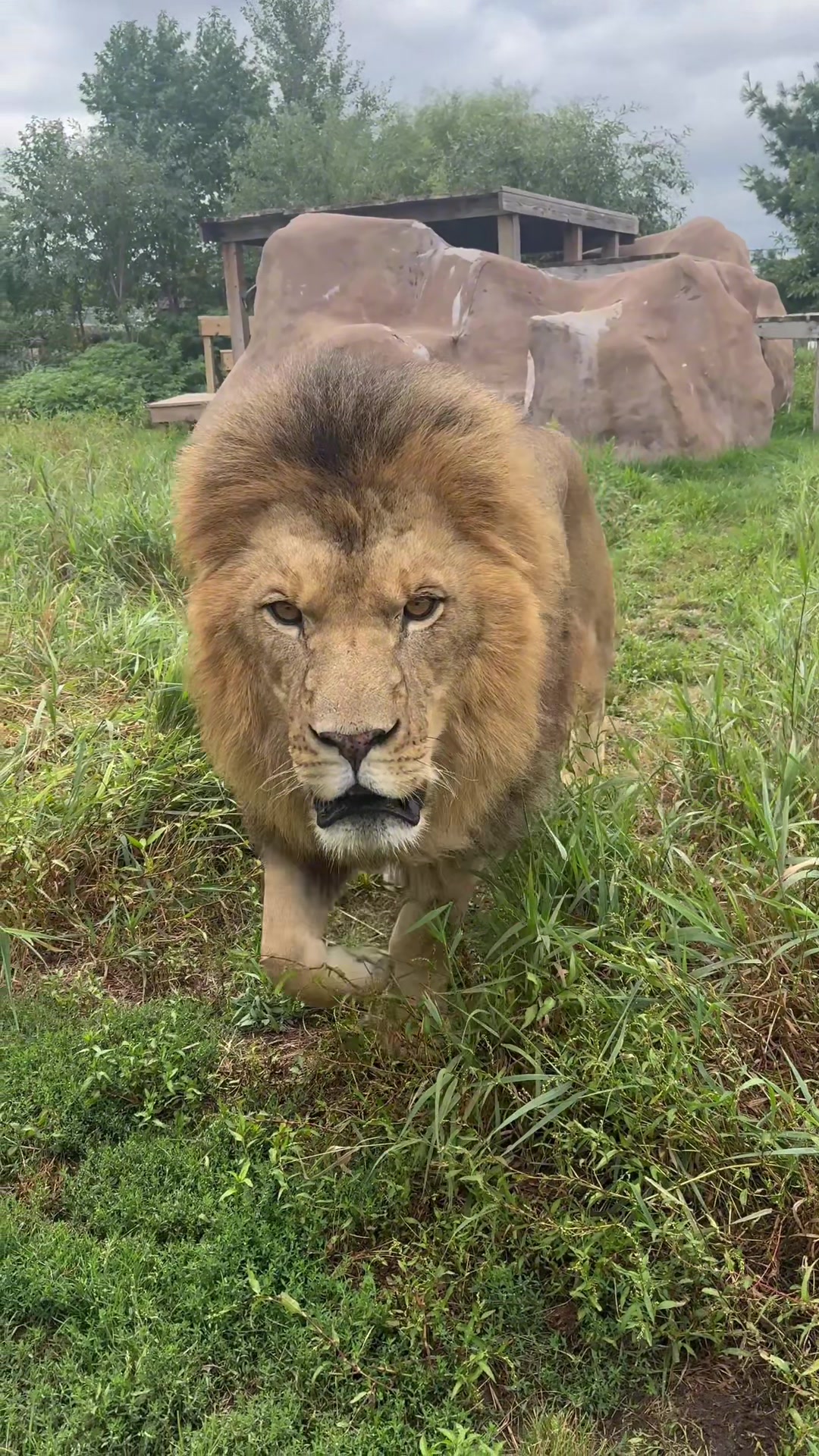 @The Wildcat Sanctuary