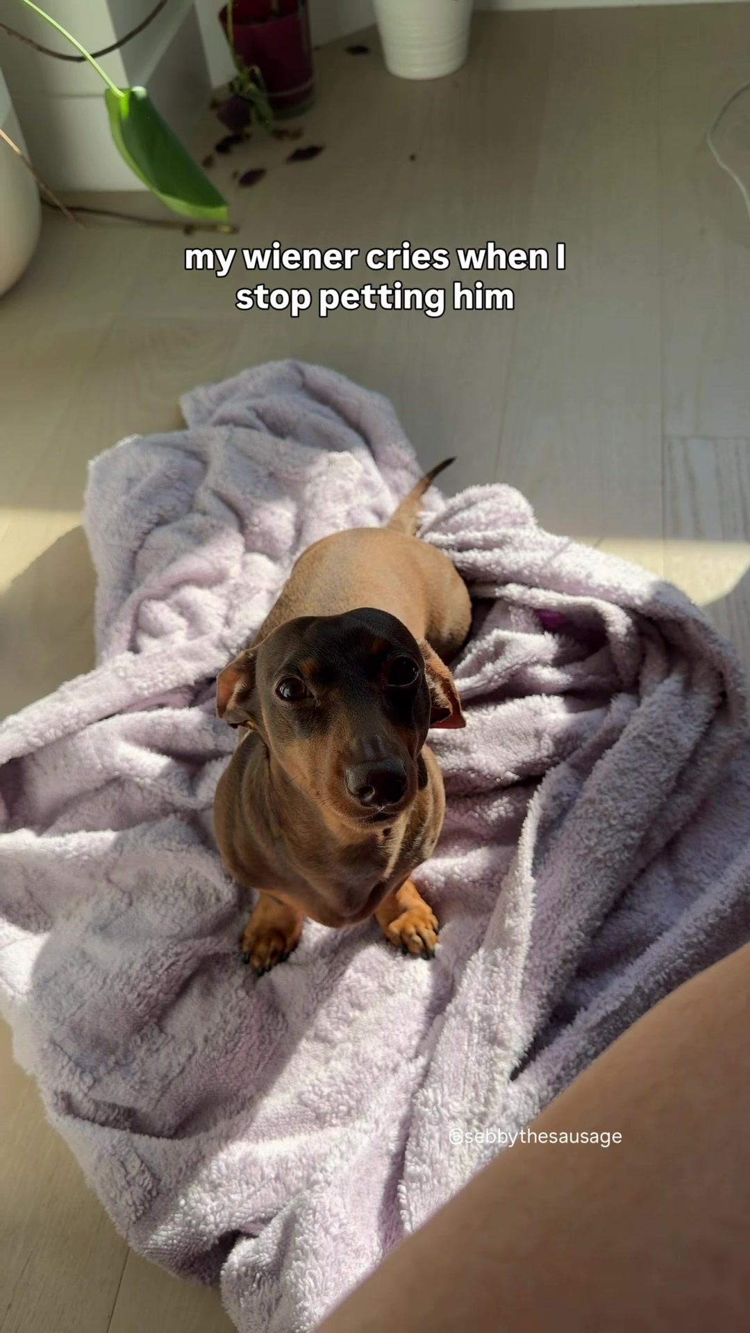 @sebbythesausage