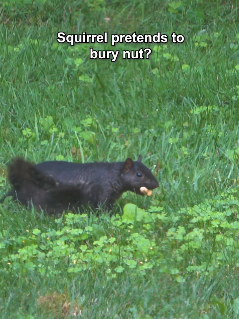 @youngmasterchu squirrel