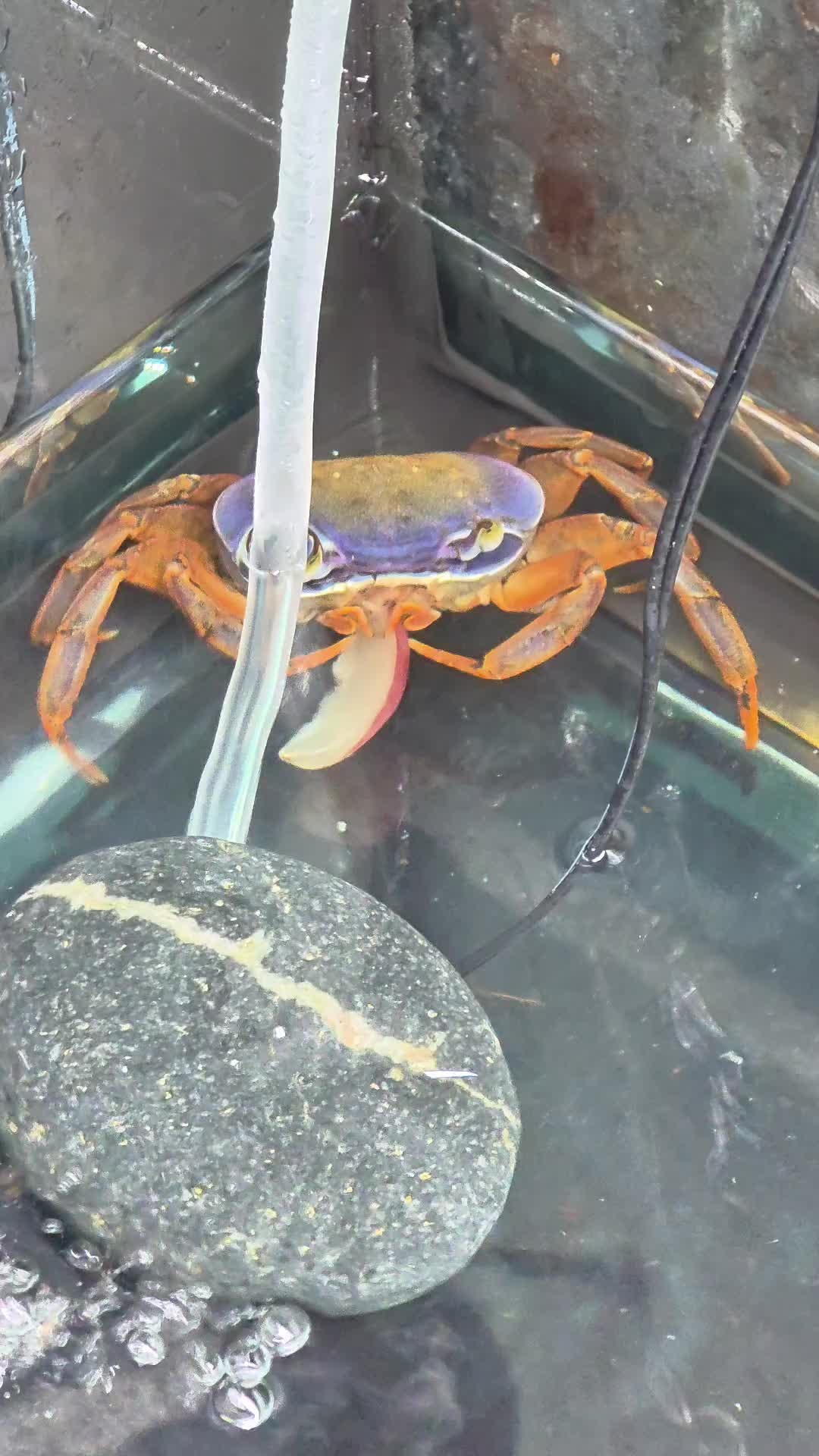 @Howie The Crab