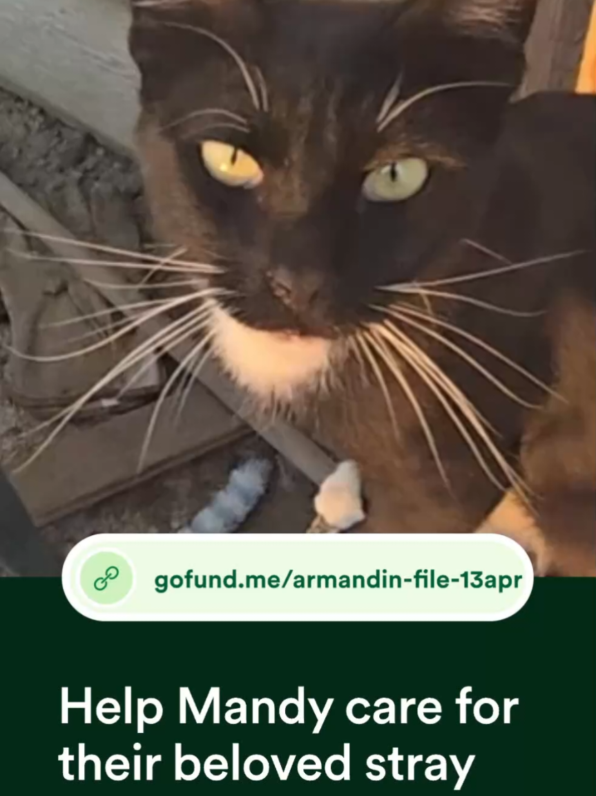 @🍀Mandy🐈📝