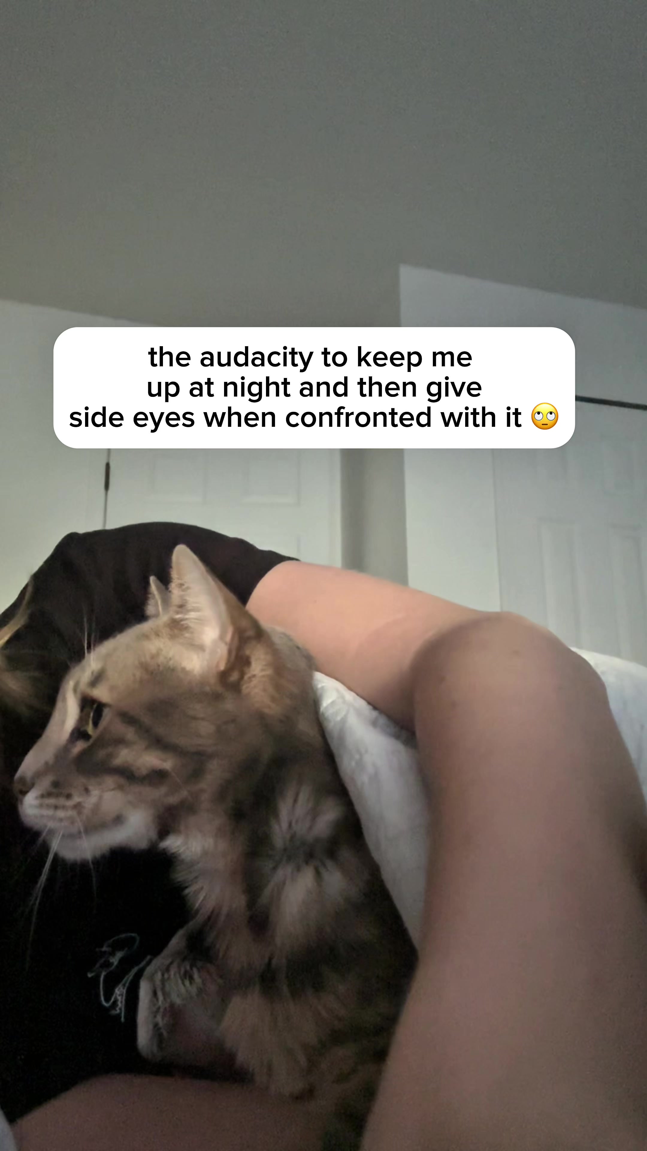 @Mochi the Bengal