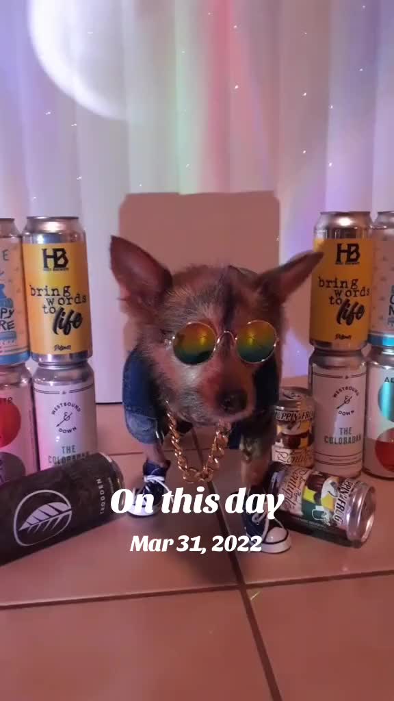 @Miley Jo the Chorkie