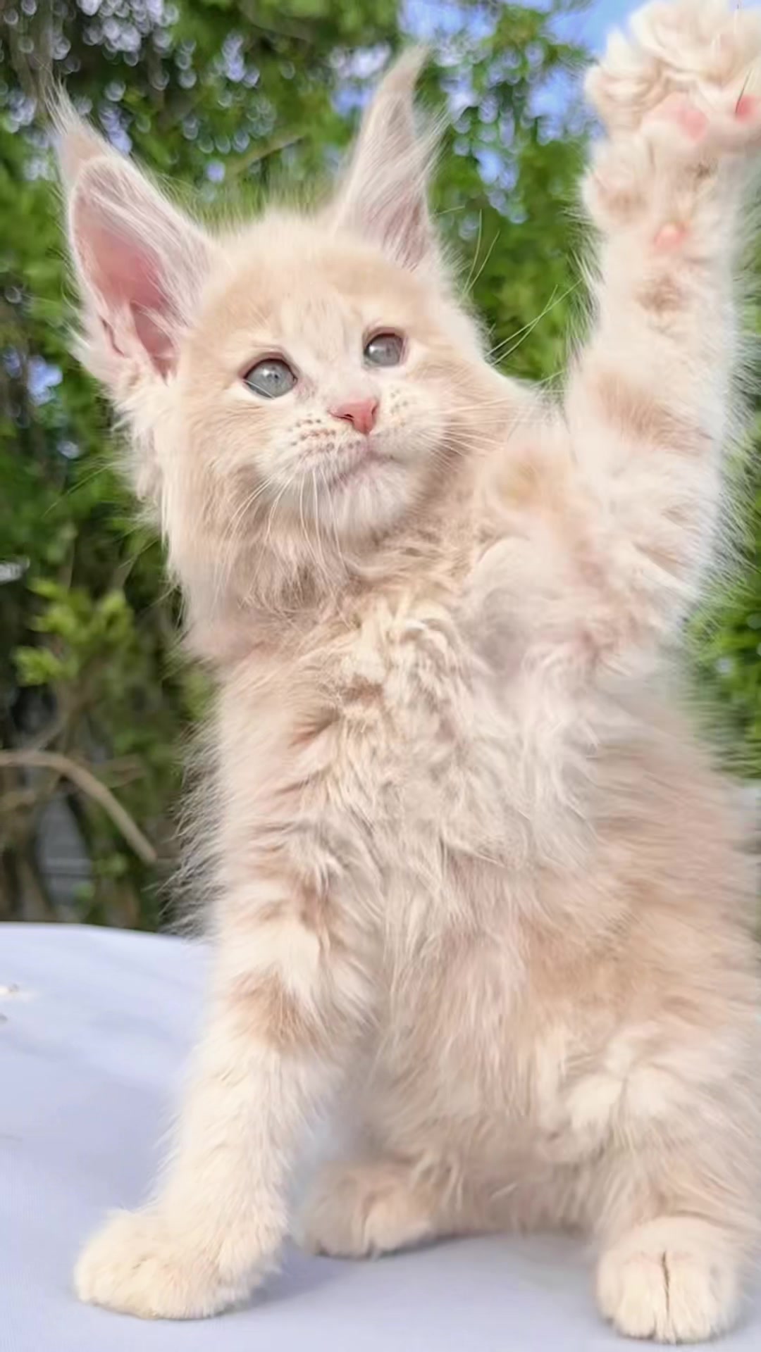 @Mossy Cottage Maine Coons 🌙