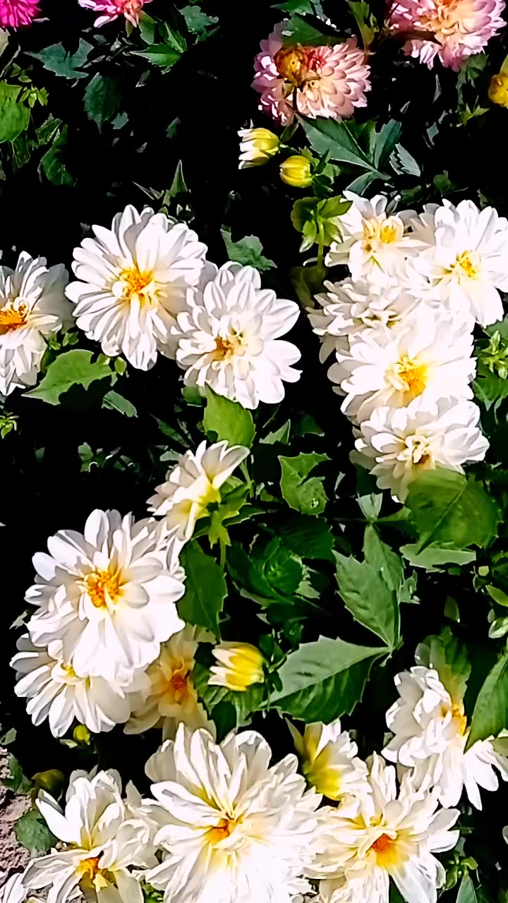 @Olya_1961