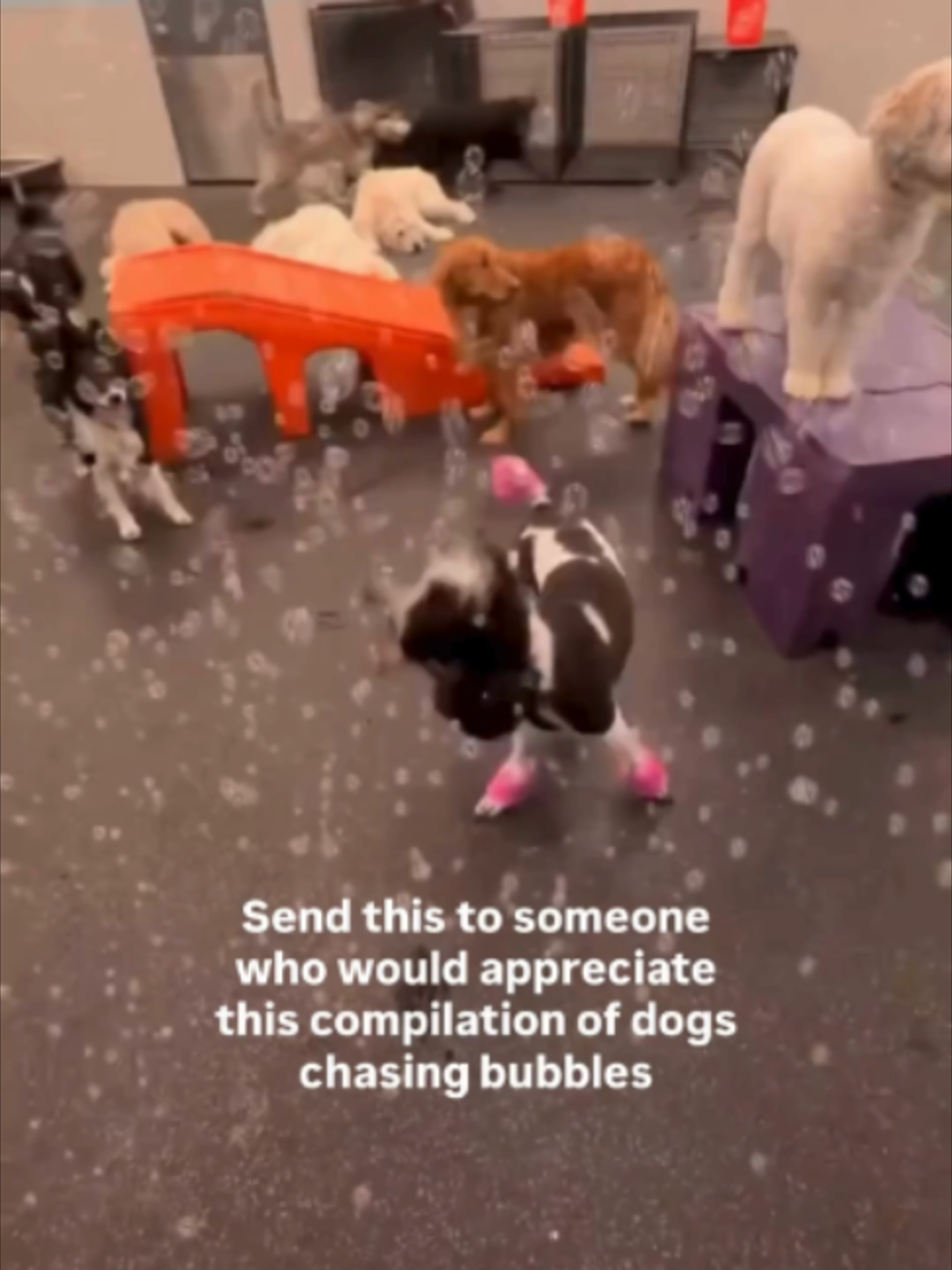 @Dogtopia