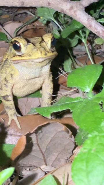 @drealswizard
