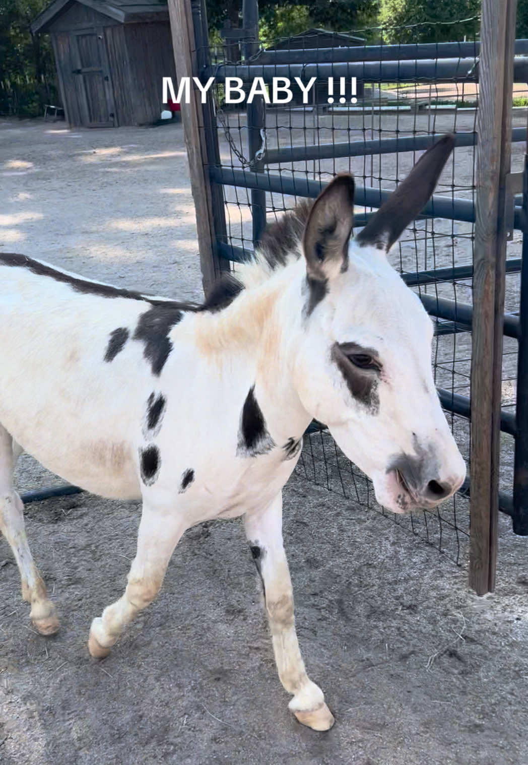 @Cypress Farm Donkeys