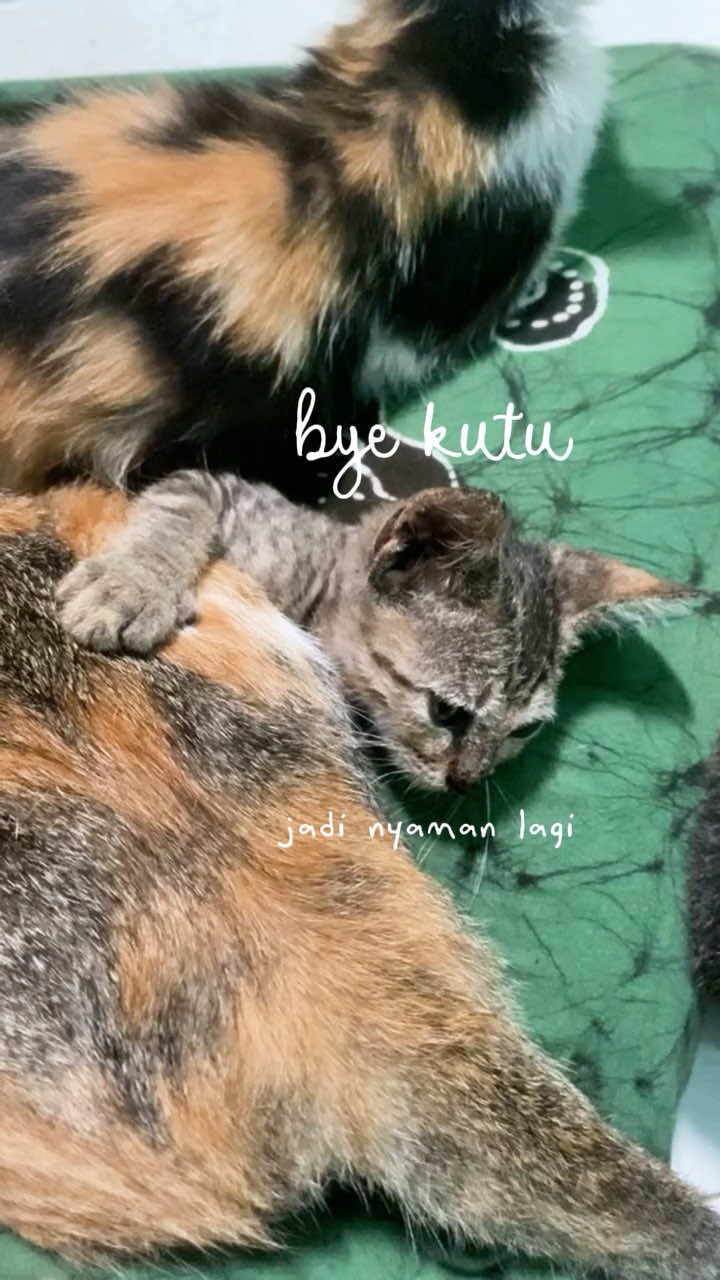 @kucingnyalingga🍉