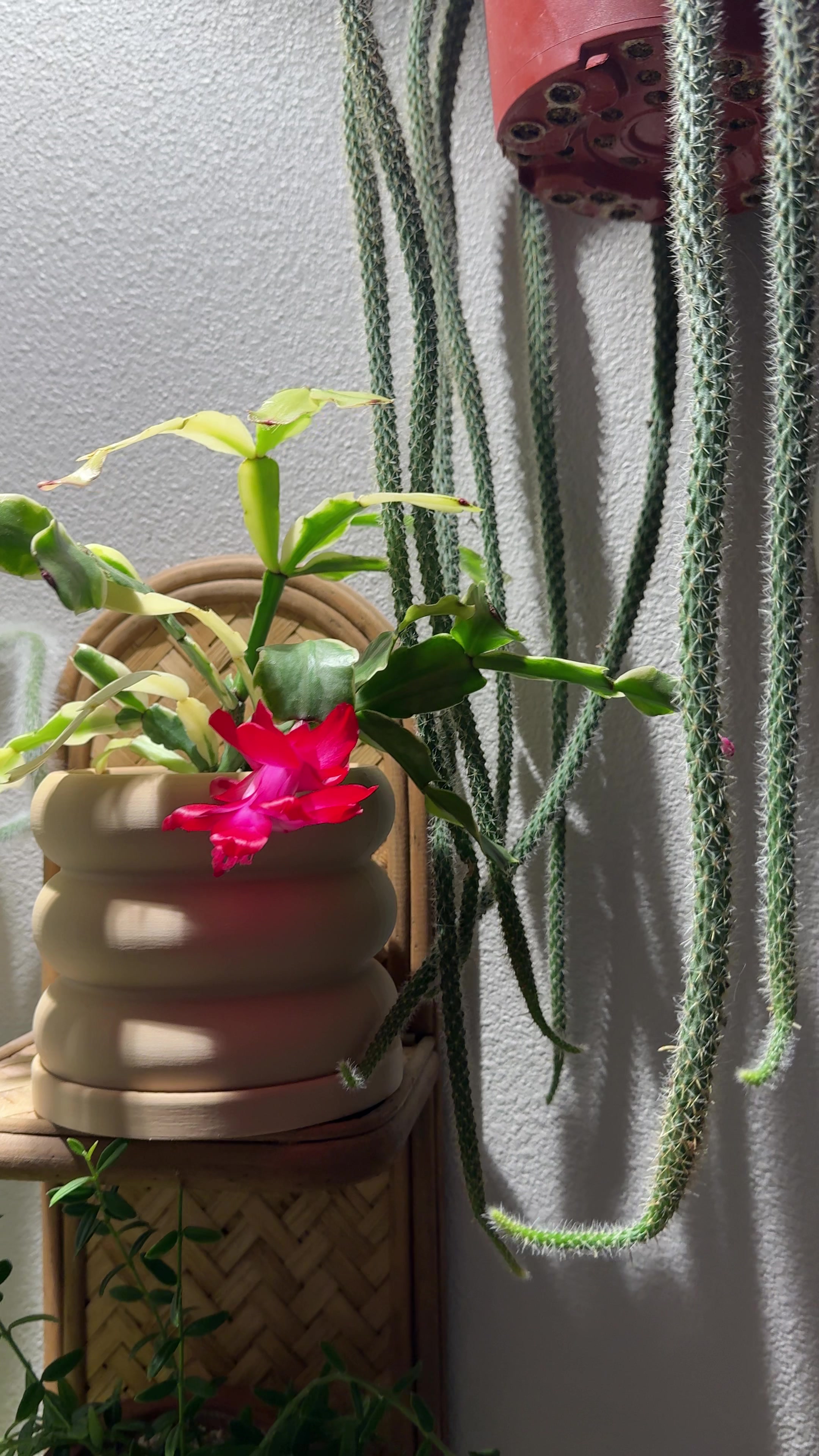 @Ness Rose | Plant Fanatic ✨
