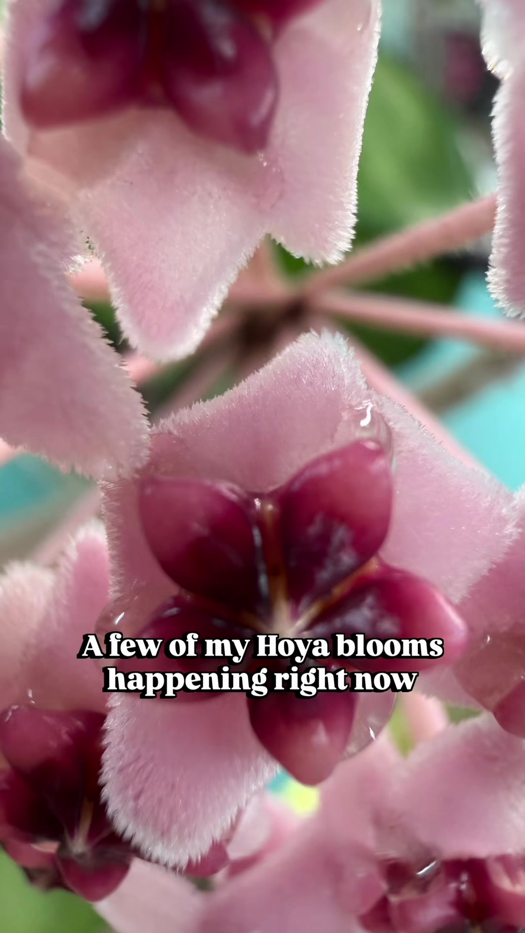 @Pothosiblyaboutplants