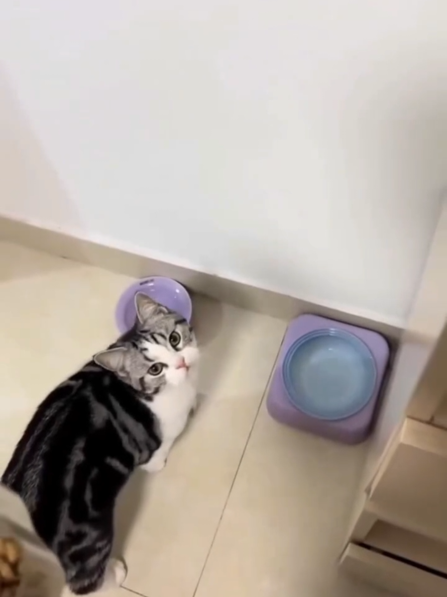 @Paw Pet