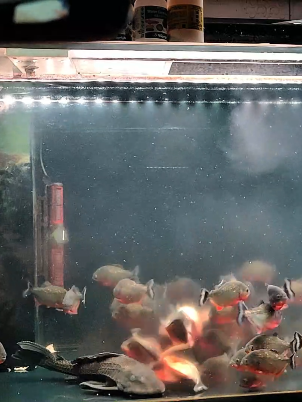 @aquaticbeastkeepe