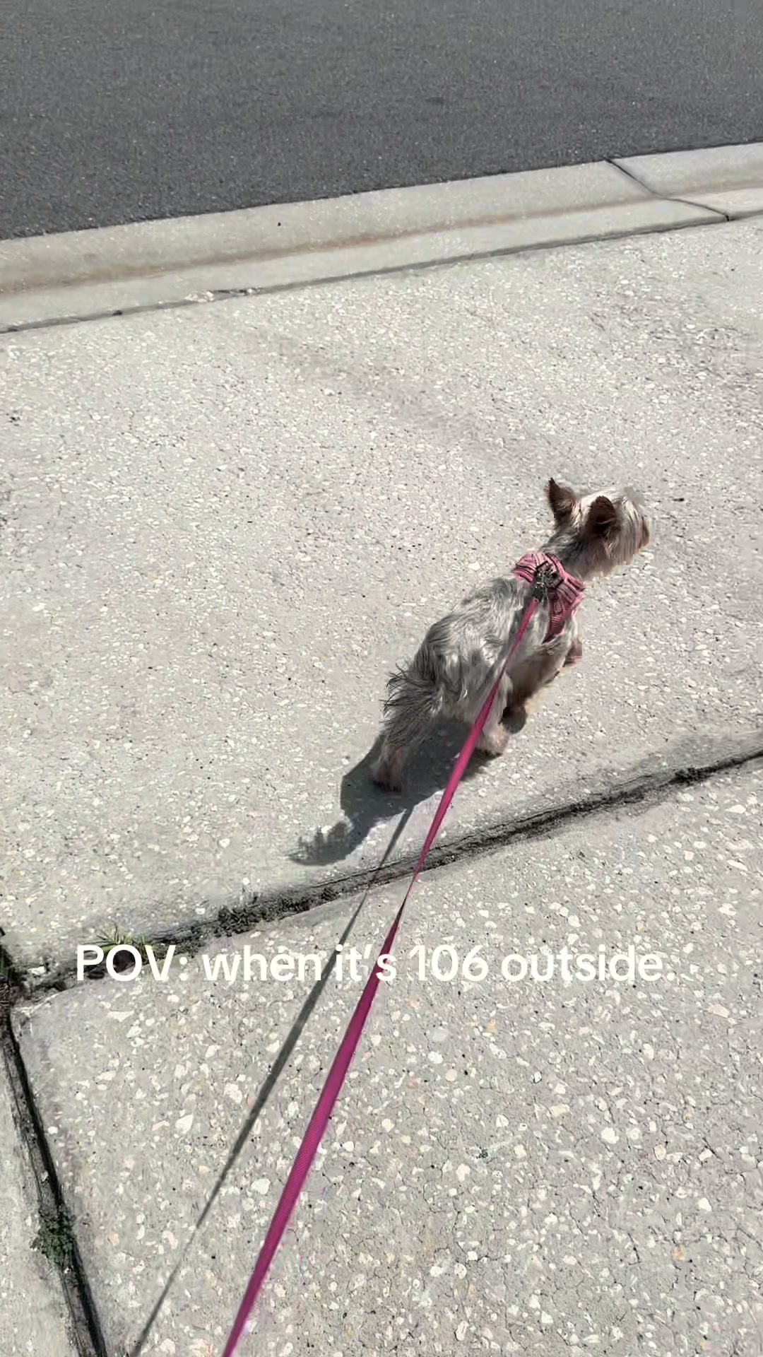 @Penny the Yorkie