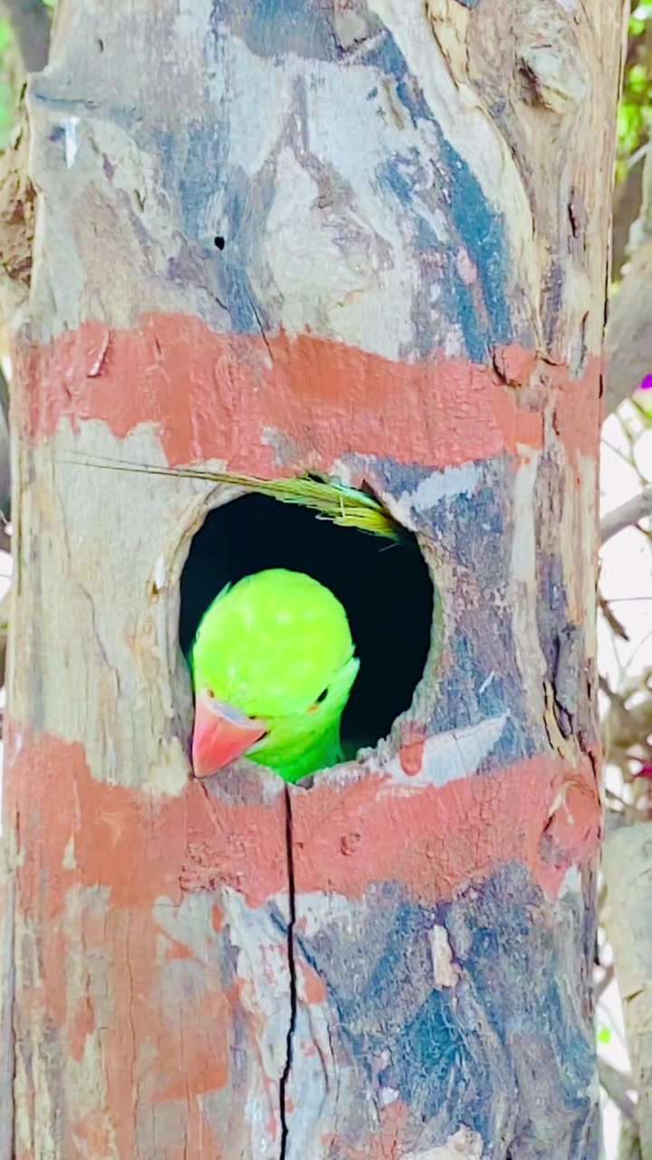 @ʜᴀʀᴏᴏɴ ᴊᴏʏɪᴀ