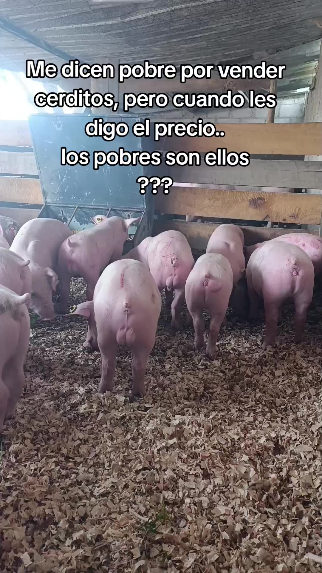 @Granja Porcina Guz