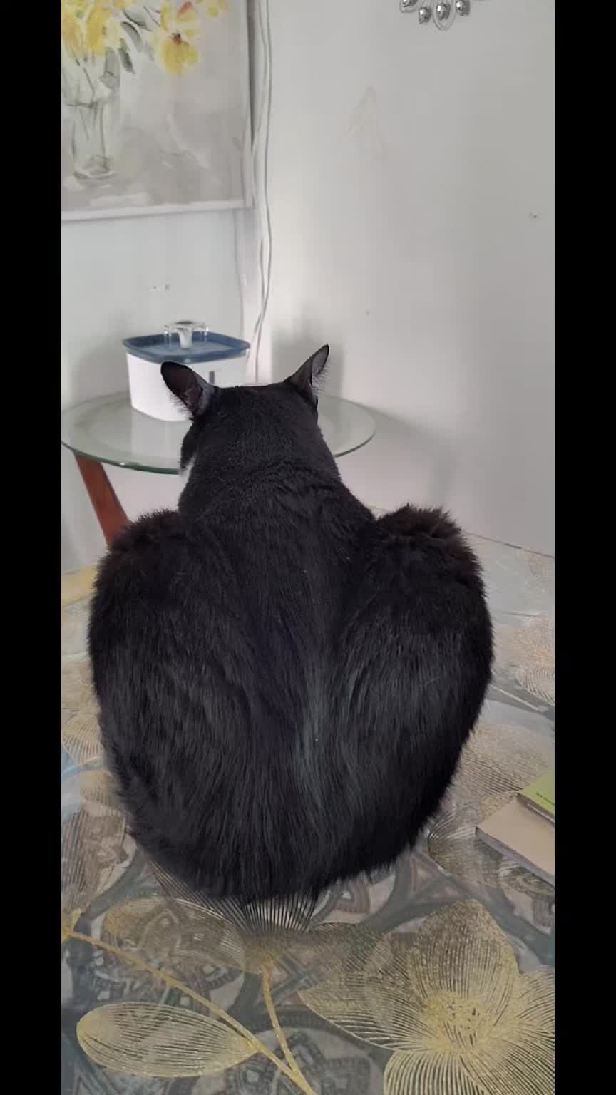 @Simba😽