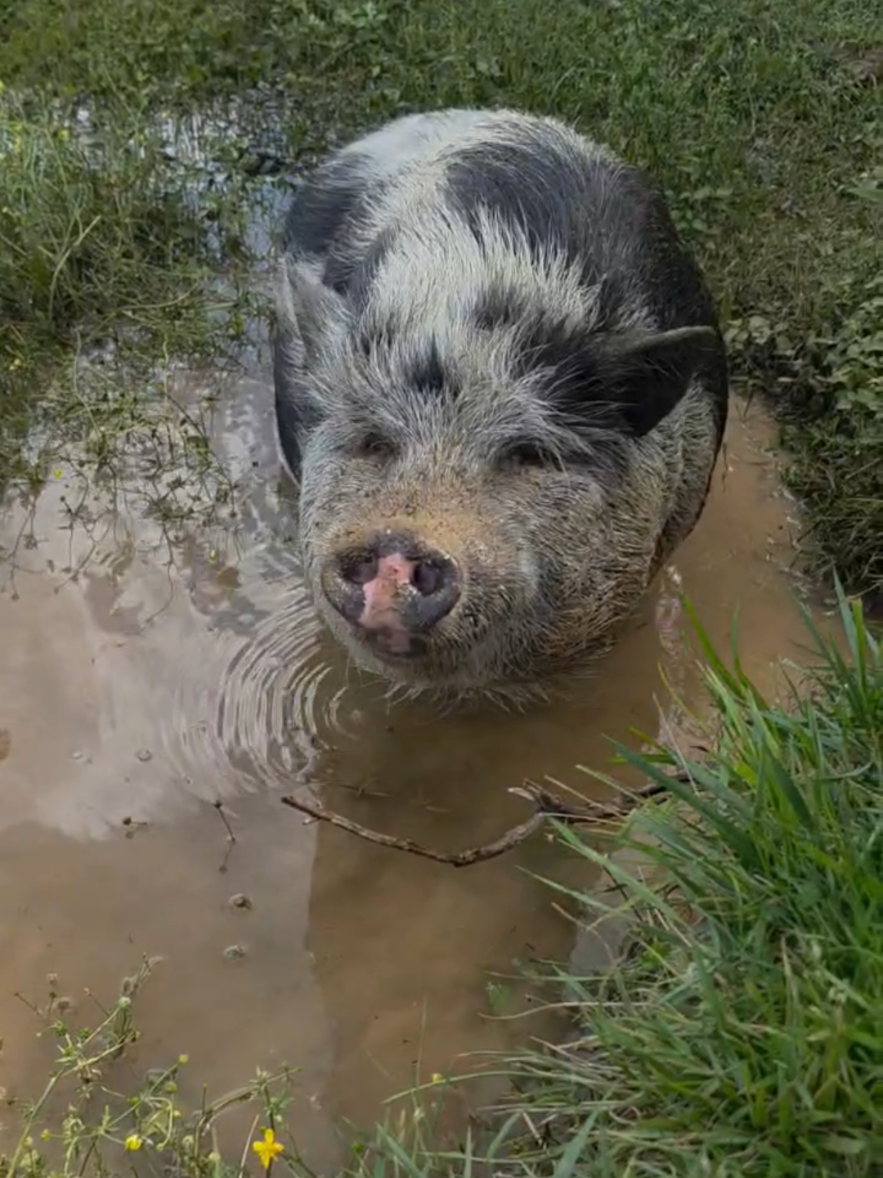 @FIRST TRY FARM