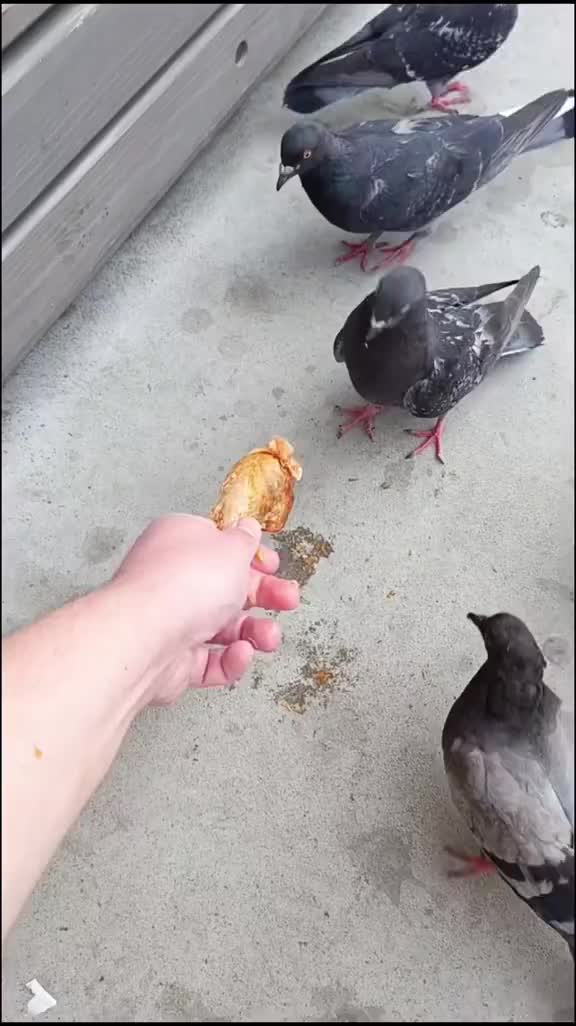 @Angry KFC