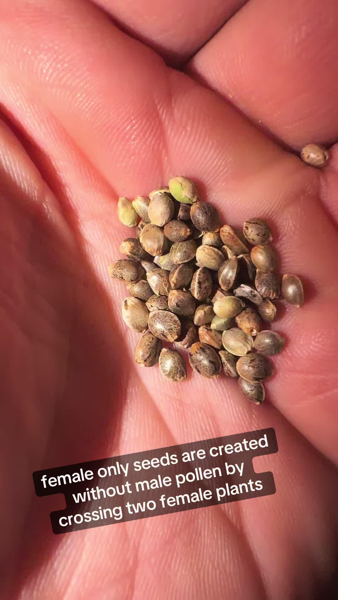 @SEEDTIVA