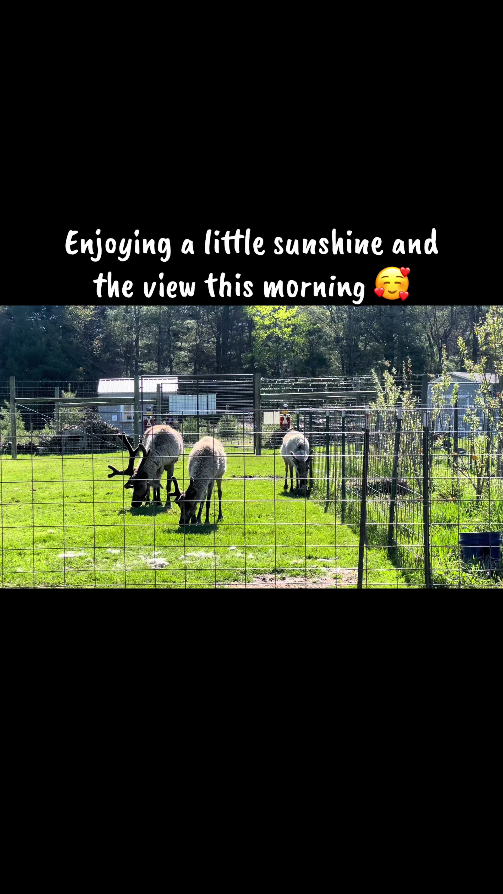 @ReindeerMagicLady