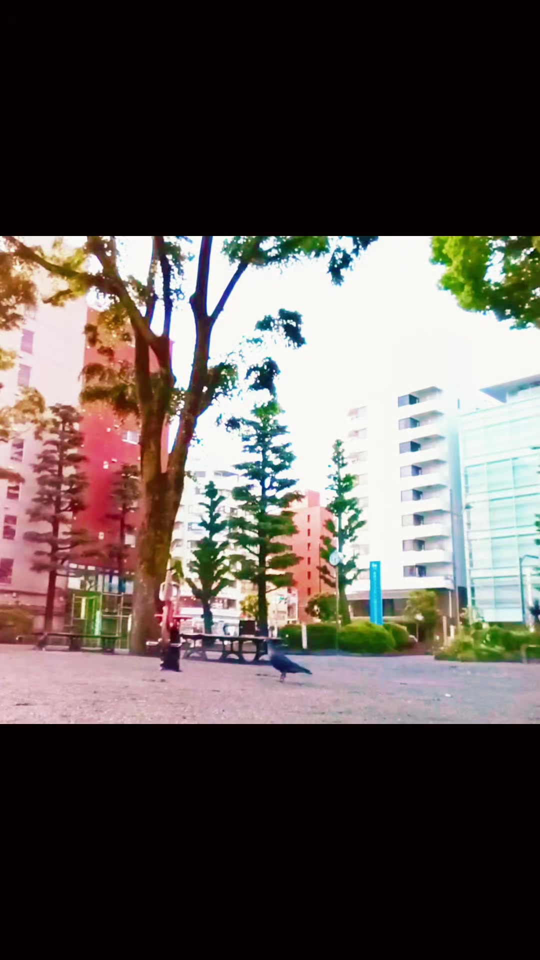 @燃焼系🔥鯉のぼりWalker