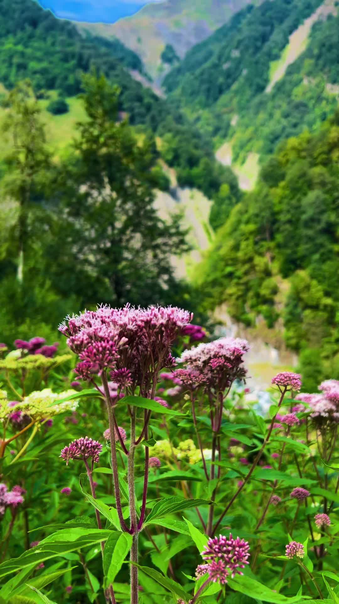@𝑨𝒅𝒊𝒍𝒐𝒗🌿