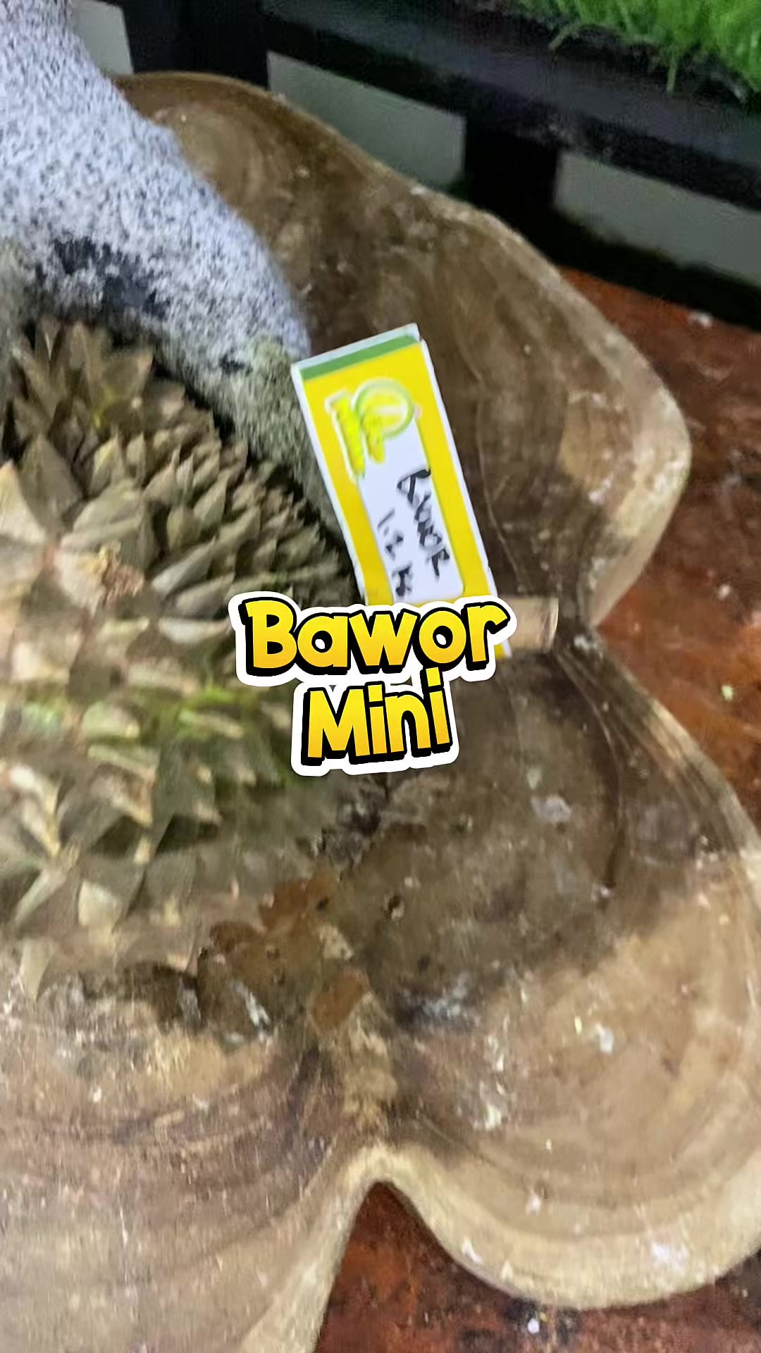 @Cicip Durian