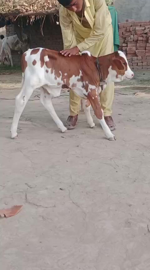 @HS Cattle Farm