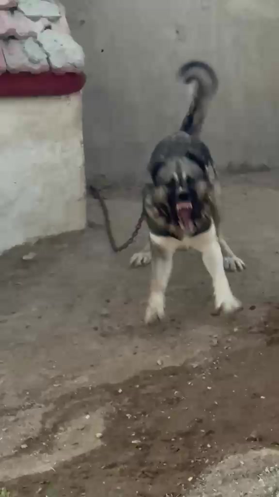 @Tekin Ersöz