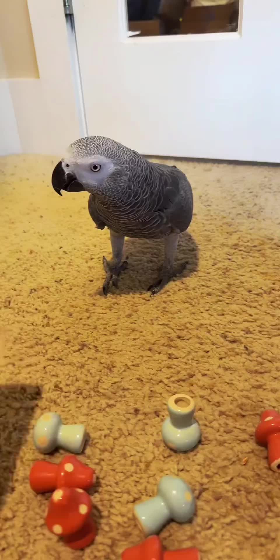 @thehinzoo