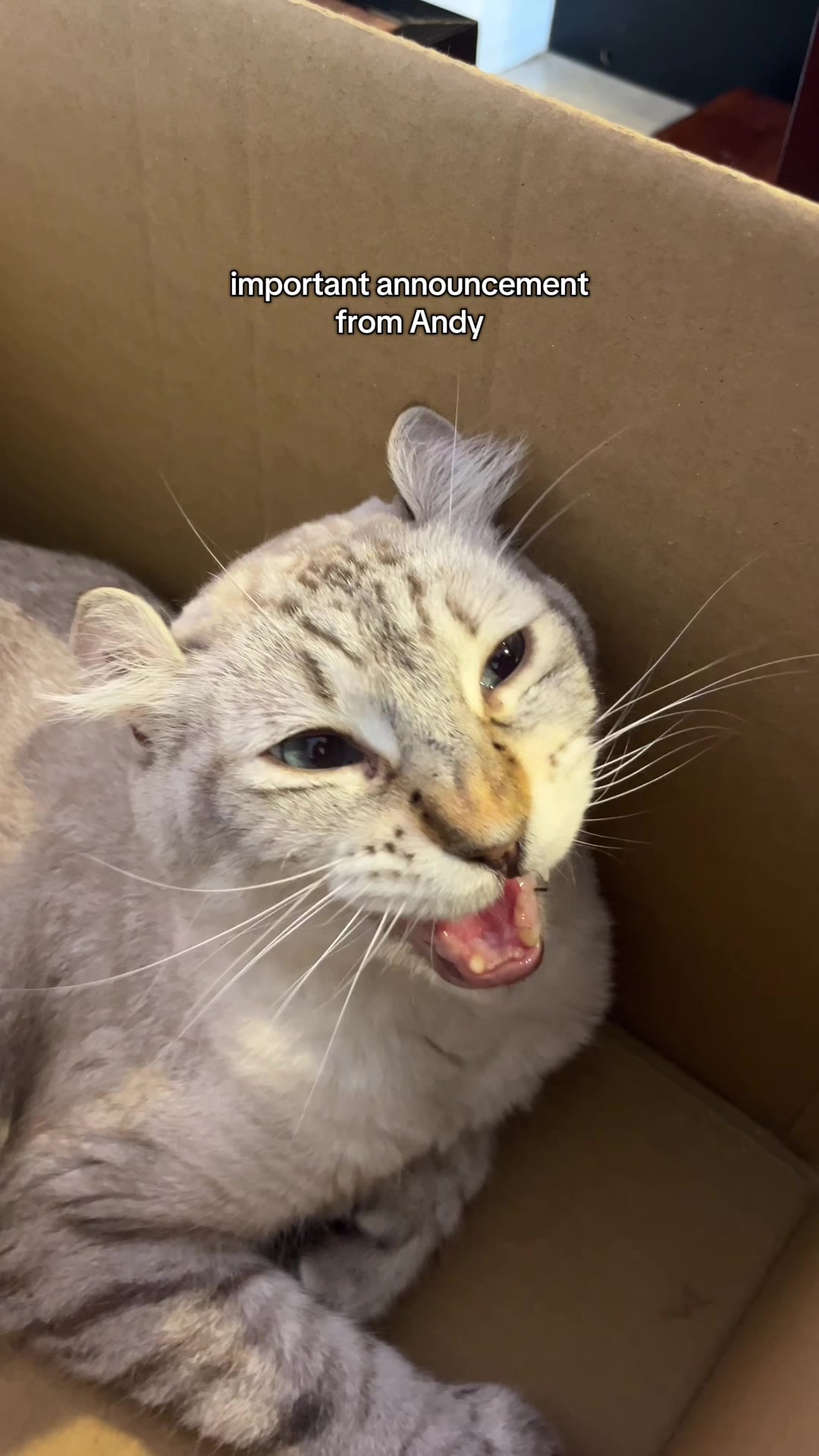@crazycatcafe