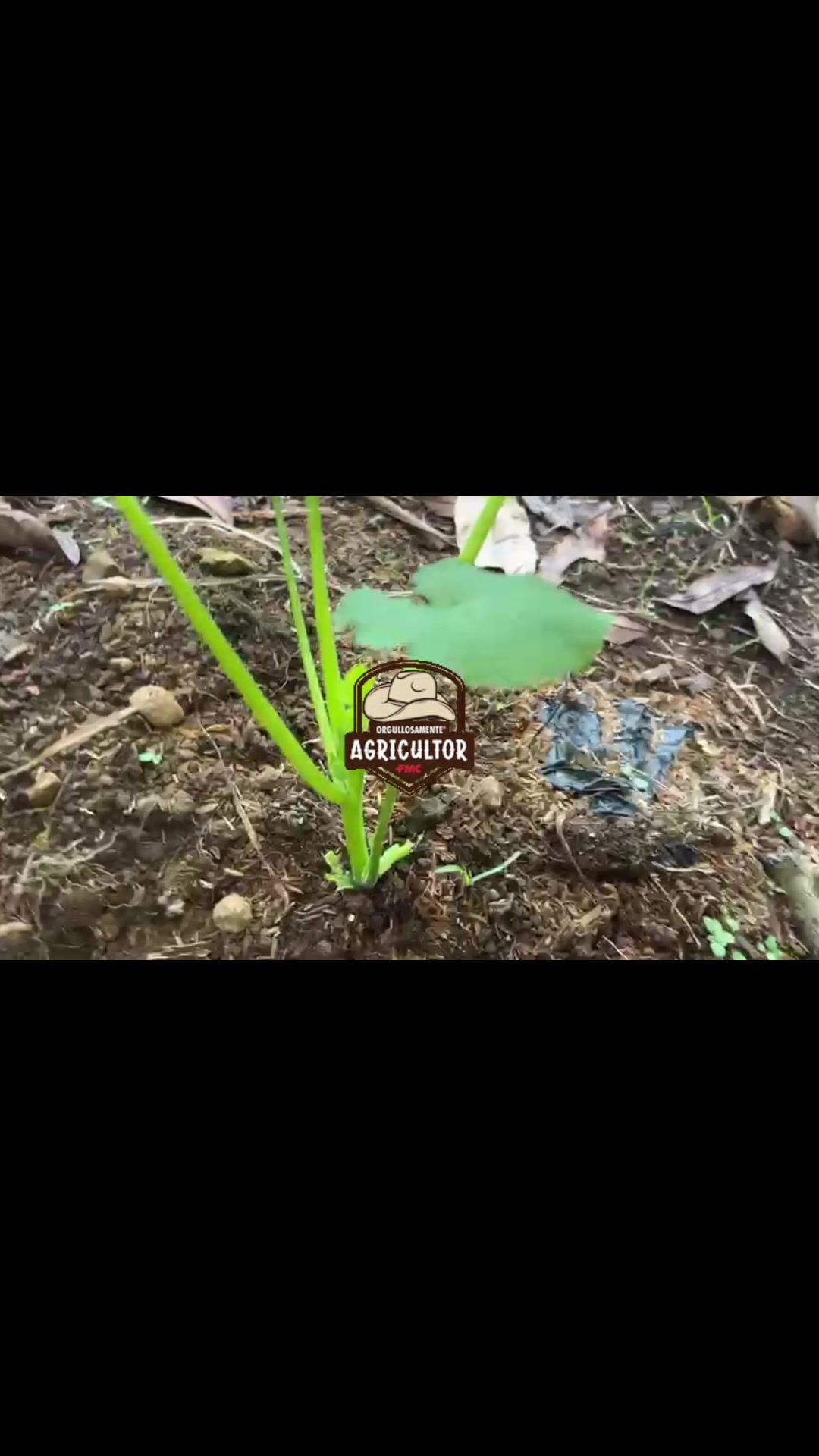 @🧑&zwj;🌾🤎🌱PAPA XEU🧑&zwj;🌾🤎🌱 C-4